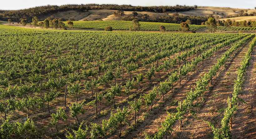 Indigo Vineyard